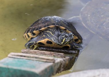 cute turtles rest at sun 