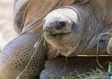 cute turtles rest at sun 