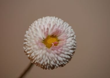 Bellis perennis blossoming