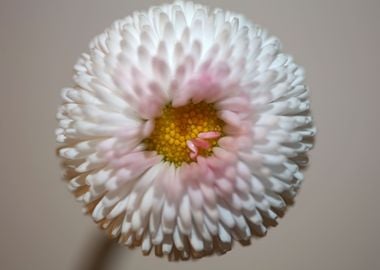 Bellis flowering close up