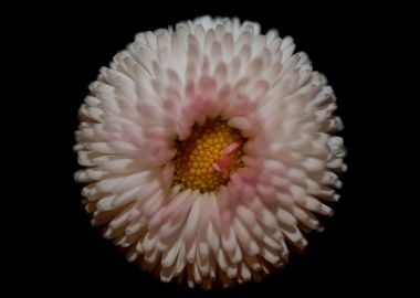 White flower bellis macro