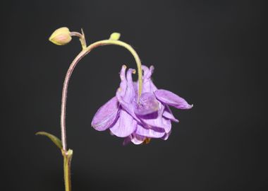 Aquilegia flower blossom