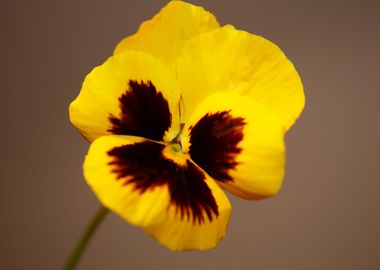 Viola flowering close up