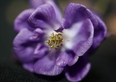 Aquilegia vulgaris flower