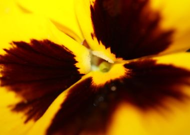 Yellow viola flower macro