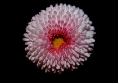 White flower bellis macro