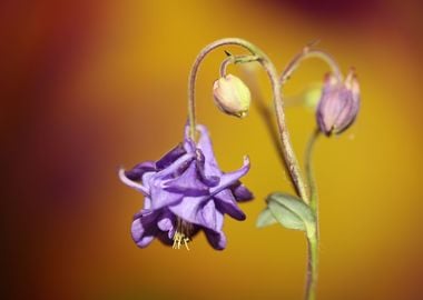 Aquilegia flower blossom