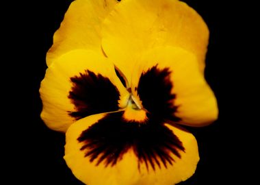 Yellow viola flower macro