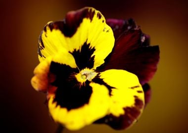 Viola flowering close up