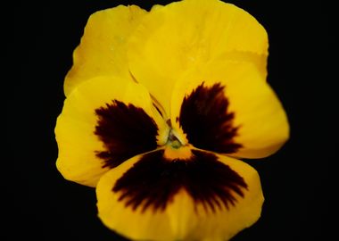 Viola flower blossoming