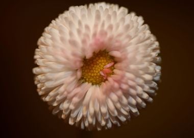 Bellis perennis flowering