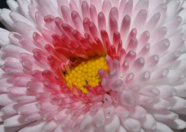 Bellis flowering close up