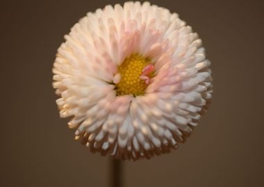 Bellis perennis blossoming