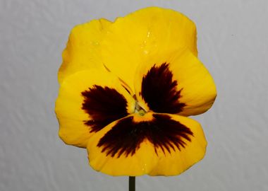 Viola flowering close up