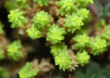 Thymus flowering close up