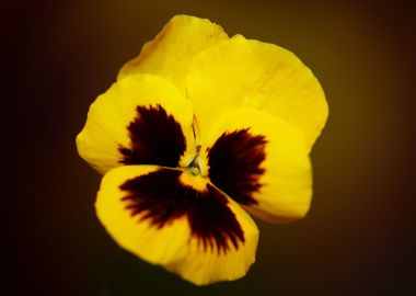 Viola flowering close up