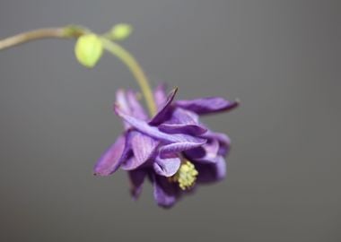 Aquilegia vulgaris flower