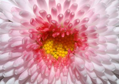 Bellis flowering close up