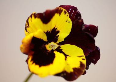 Viola flowering close up