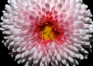 Bellis perennis flowering