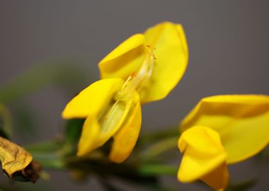 Yellow spartium flowering