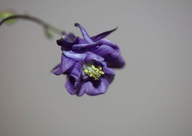 Aquilegia flower blossom