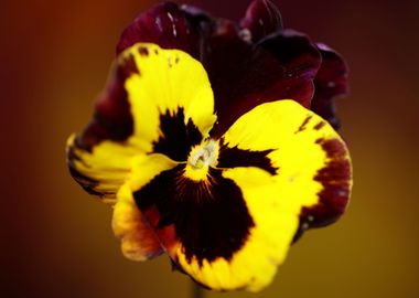 Yellow viola flower macro