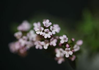 Thymus vulgaris flowering