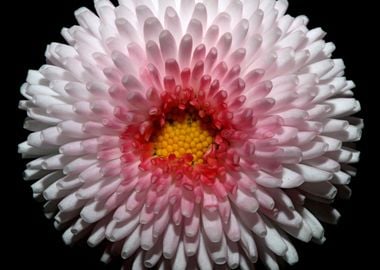 Bellis perennis blossoming