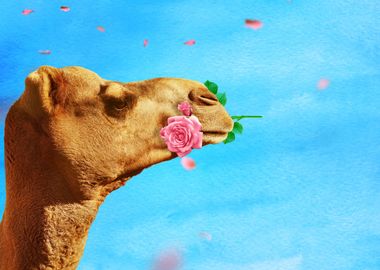 Desert Camel Rose