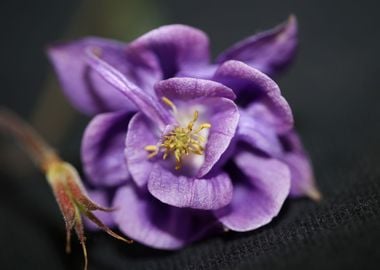 Aquilegia flowering macro