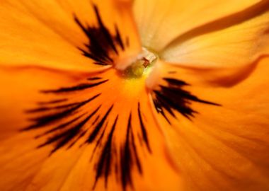 Viola flower blossom macro