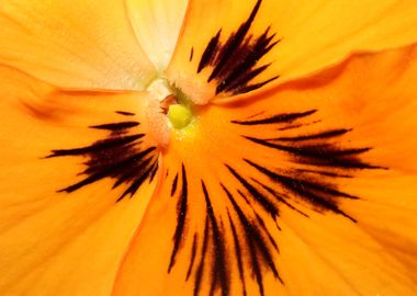 Viola flower blossom macro