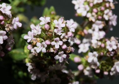 Thymus flower background