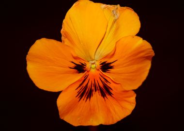 Orange viola flower macro