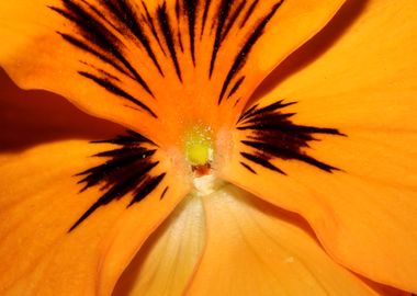 Viola flower blossom macro