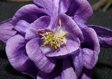 Aquilegia flower blossom