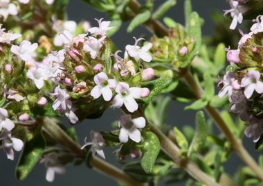 Thymus flowering macro