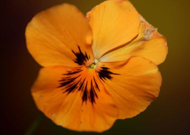 Orange viola flower macro