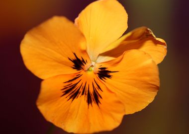 Viola flower blossom macro