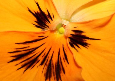 Viola flower blossom macro