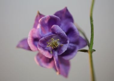 Aquilegia flower close up