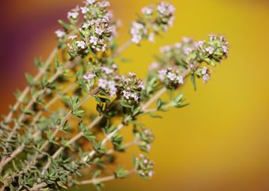 Thymus flower background