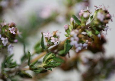 Thymus vulgaris flowering