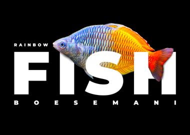 Boesemani Rainbow Fish