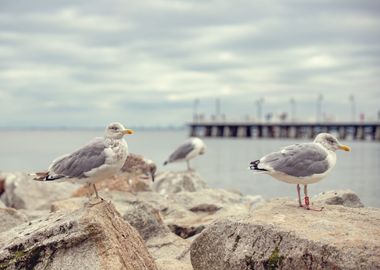 Seagulls,Baltic sea,Poland