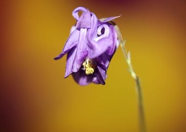 Aquilegia flower blossom