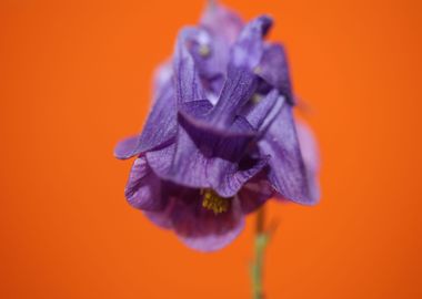 Aquilegia flower blossom