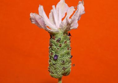 Lavandula flower close up