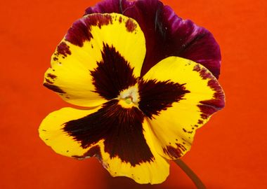 Colorful viola flowering